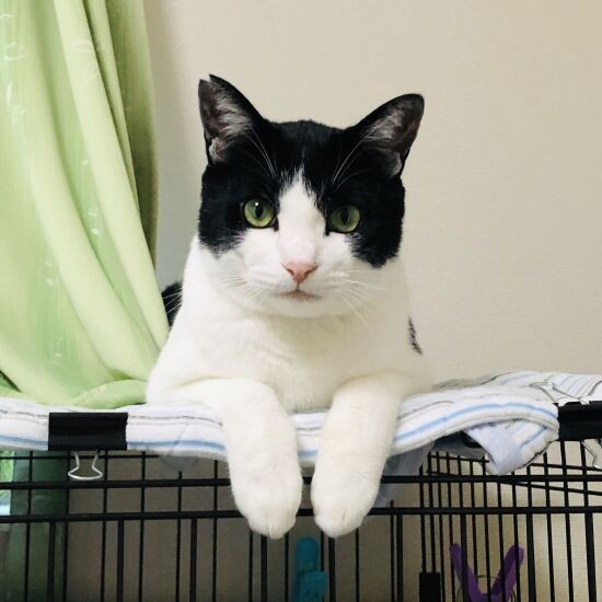 ハチ割れがチャームポイントのハル。ママ(Y子さん)が命名。「ハルという語感が好きなのと、迎えたのが春の季節だったから」(M男さん提供)