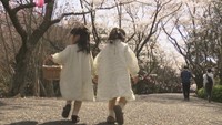 公渕森林公園で桜が満開に 500mの桜並木も 4月2日には4年ぶりに「さくらまつり」開催 高松市