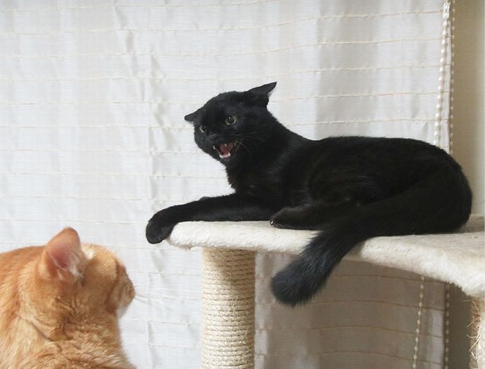 「シャーしたこともあるけど」(綾子さん提供)