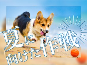 夏に向けた作戦