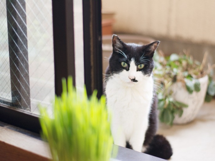 「草食猫男子として、草の好みにはちょっとうるさいんだ」(小林写函撮影)