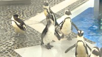 四国水族館でペンギンの展示再開 生後5カ月のヒナは大きなプールに初挑戦! 香川・宇多津町