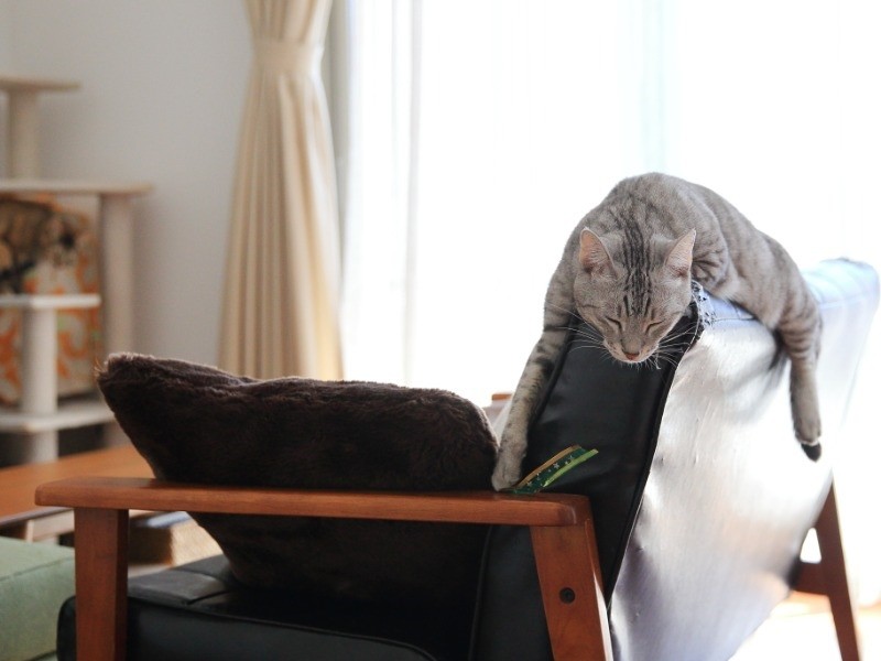 だらーん、としていても