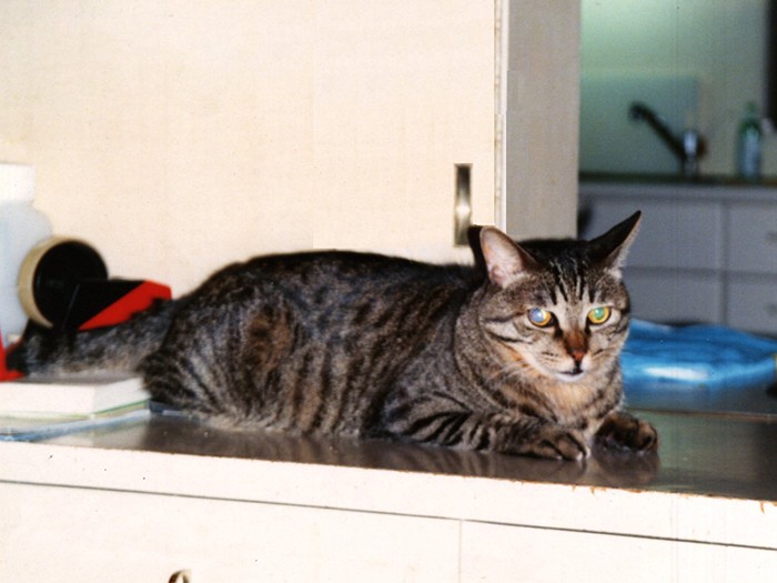 棚の上? ひとっ飛びだよ!