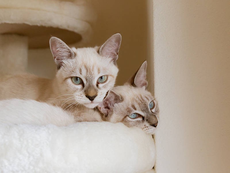 お顔の色の薄い方が(左)がヤム。濃いのが(右)トム