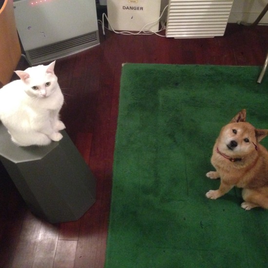 猫たちはちょっと距離を置いて