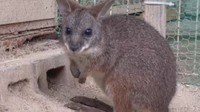 つぶらな瞳がキラキラ!ワラビー、ペンギン、コウモリの赤ちゃんが池田動物園で誕生 岡山市