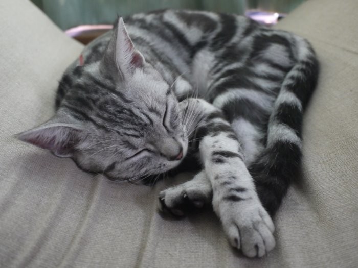 気持よさそうにお昼寝中