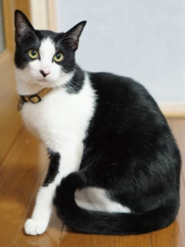 かっこいい白黒猫に成長したハヤテ