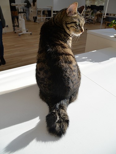 ジャンゴの尾は超カギシッポ「特大の招き猫かも」(小林郁人撮影)