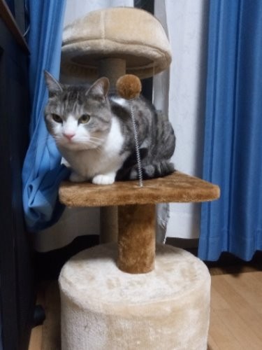 「このタワー俺のだ」少し不満気にどっかり乗るモンジ