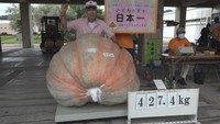 優勝は420㎏超! 重さ競う「日本一どでカボチャ大会」 香川・小豆島