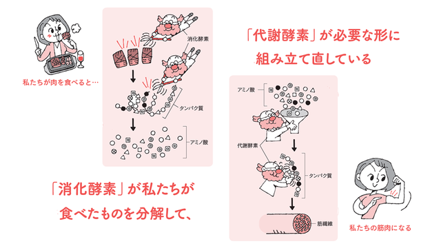 酵素の仕組み