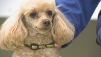 トイプードルの警察嘱託犬が誕生! 岡山県警では初