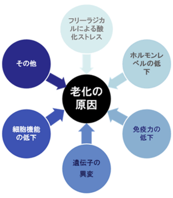 図 老化の原因