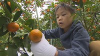 保育園児がミカンの収穫を体験 赤くて甘い坂出市発祥の「小原紅早生」 香川