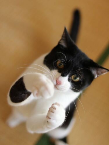 ばんぐくん、どんなパンチを繰り出すの?