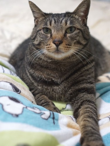 「僕も手を伸ばす格好をよくするよ byはっぴー」