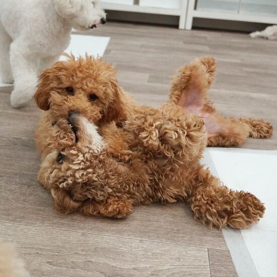 後輩の相手もしてくれる頼れるミロ先輩(UG提供)