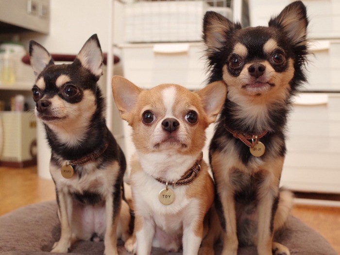 左からお母さんのキキ、お父さんのトイ、息子のジジ