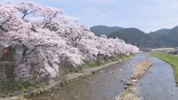 川沿い約600メートルを彩る50本のソメイヨシノが満開 岡山・真庭市美甘地区