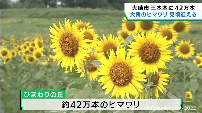 #42万本が咲き誇る 三本木ひまわりの丘 宮城・大崎市