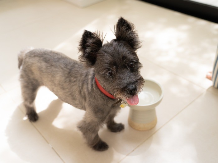 食べ終わってご満悦のキャンディ
