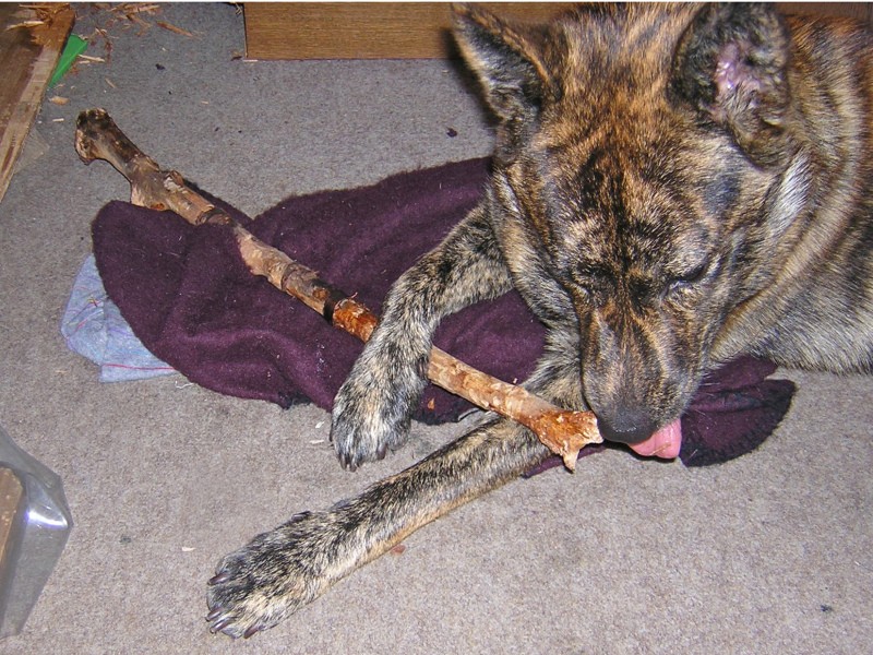 実家では家具を守るため木を部屋に転がして犬にかませていた