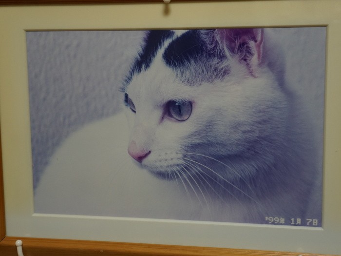 実家の真由子さんが使っていた部屋に飾られた先代ニャンタの写真。真由子さんが生まれた時から家にいたが、足を悪くして旅立った。「母はずっとニャンタの看病をしていたんですよ」