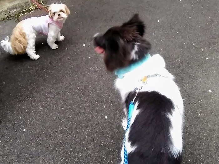 犬ともコミュニケーションができる