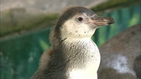 新たなアイドル!ペンギンのヒナがお目見え 高松市・新屋島水族館