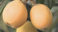 「さぬき讃フルーツ」に認定されたビワ「なつたより」の収穫始まる 通常のビワの約2倍の大きさ 香川