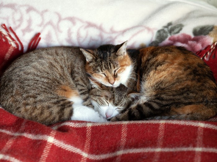 おばあちゃん大好き