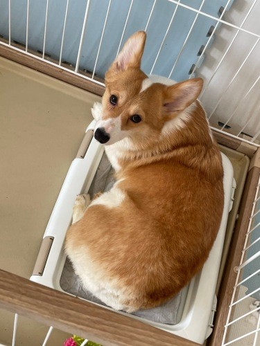 ぶりはいつもYさんのそばで静かに座っている(Yさん提供)
