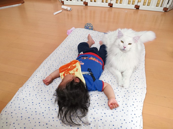 「添い寝の時はキリリ」 トヨは子守りモードのオン・オフ時でギャップが激しい