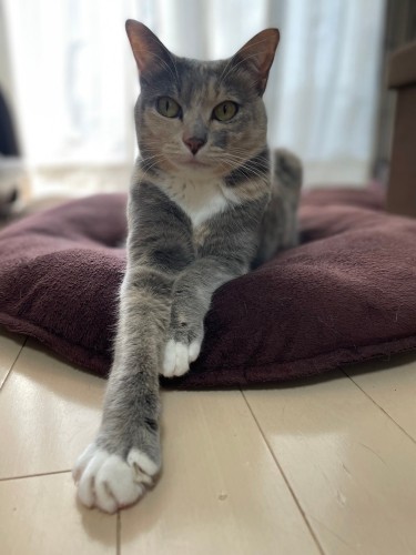 薄サビ柄のソフィちゃん(エレナ&ソフィのママ提供)