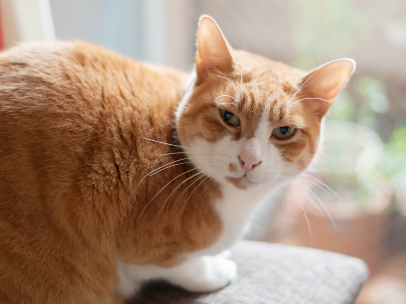 「ぼくの写真撮りたかったら、ちくわ持って来な」(小林写函撮影)