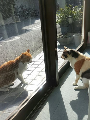 ノラ時代を共に過ごしたきつねこちゃんが、家猫になって首輪姿を見せに来た。今は完全室内飼い(冨森さん提供)