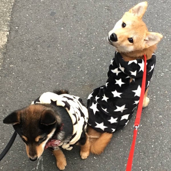 おうちにかえって来てからもお散歩、がんばりました(飼い主さん提供)