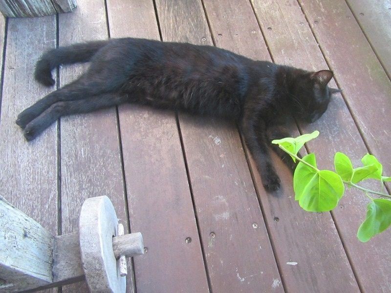 沖縄の宿で、たらふく食べて寝そべる (綾子さん提供)