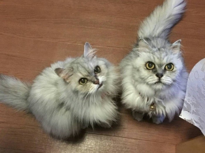 クランと元気だった頃のカマン