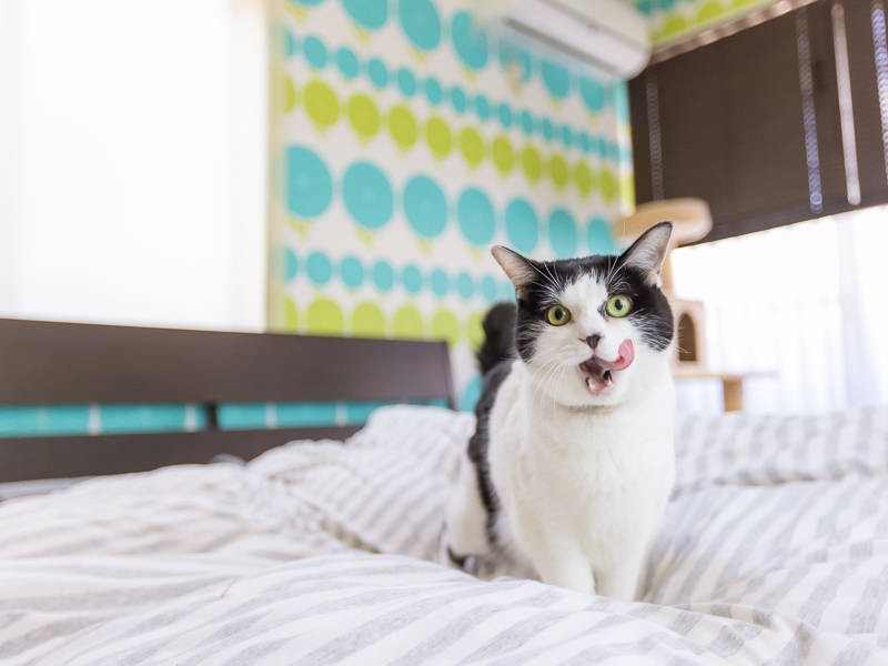 にゃろーんと伸びる舌(七味)