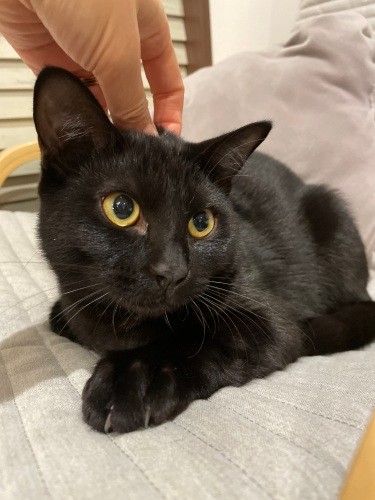 柳さんの愛猫コロくんは元保護猫(写真提供・柳智恩)