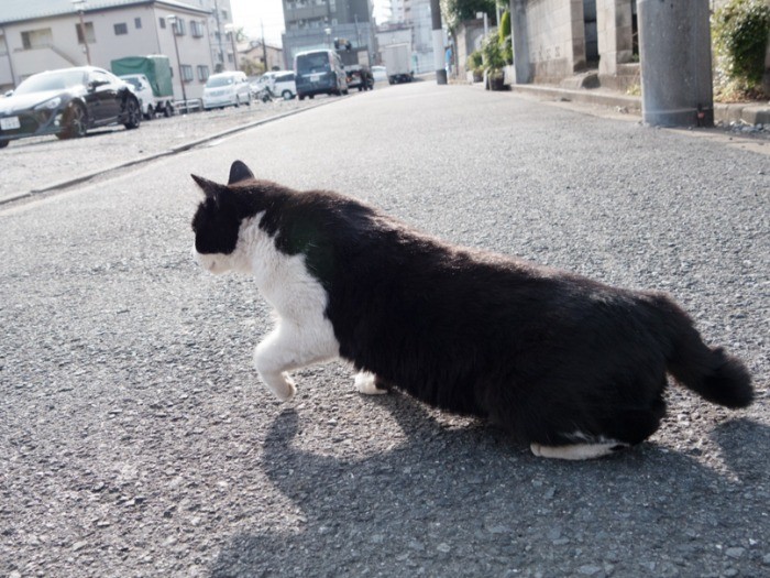 「面倒だけど追っ払いに行かなきゃ」。(小林写函撮影)