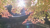 雲辺寺で一足早く「紅葉」進む 11月1日からライトアップも