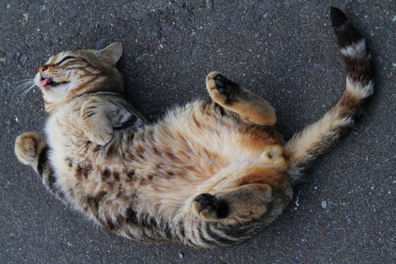 おなかだけじゃなく、舌まで出ちゃってます