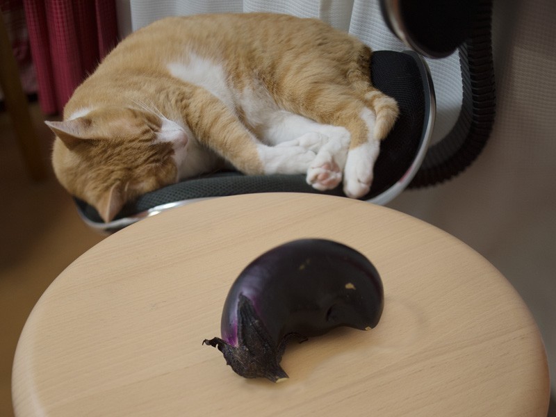 「友達なんだ」(小林写函撮影)