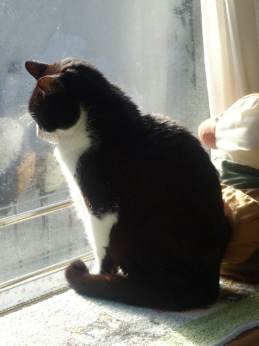 「室内育ちも長生きの理由のひとつかな」(佐藤さん提供)