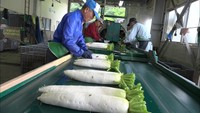 特産「ひるぜん大根」の出荷始まる 雪が少なく例年より早い出荷 岡山・真庭市