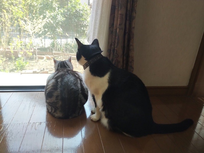 ヒメちゃんと仲良く外を見ています(ハヤテのパパ提供)